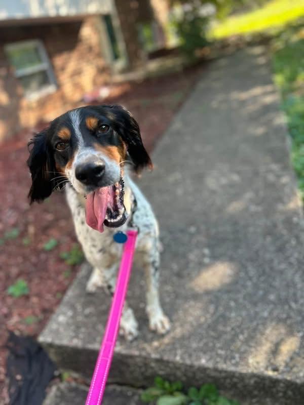 Enlarge Jilly Bean, a Adoptable English Setter in Louisville, KY image 5/5