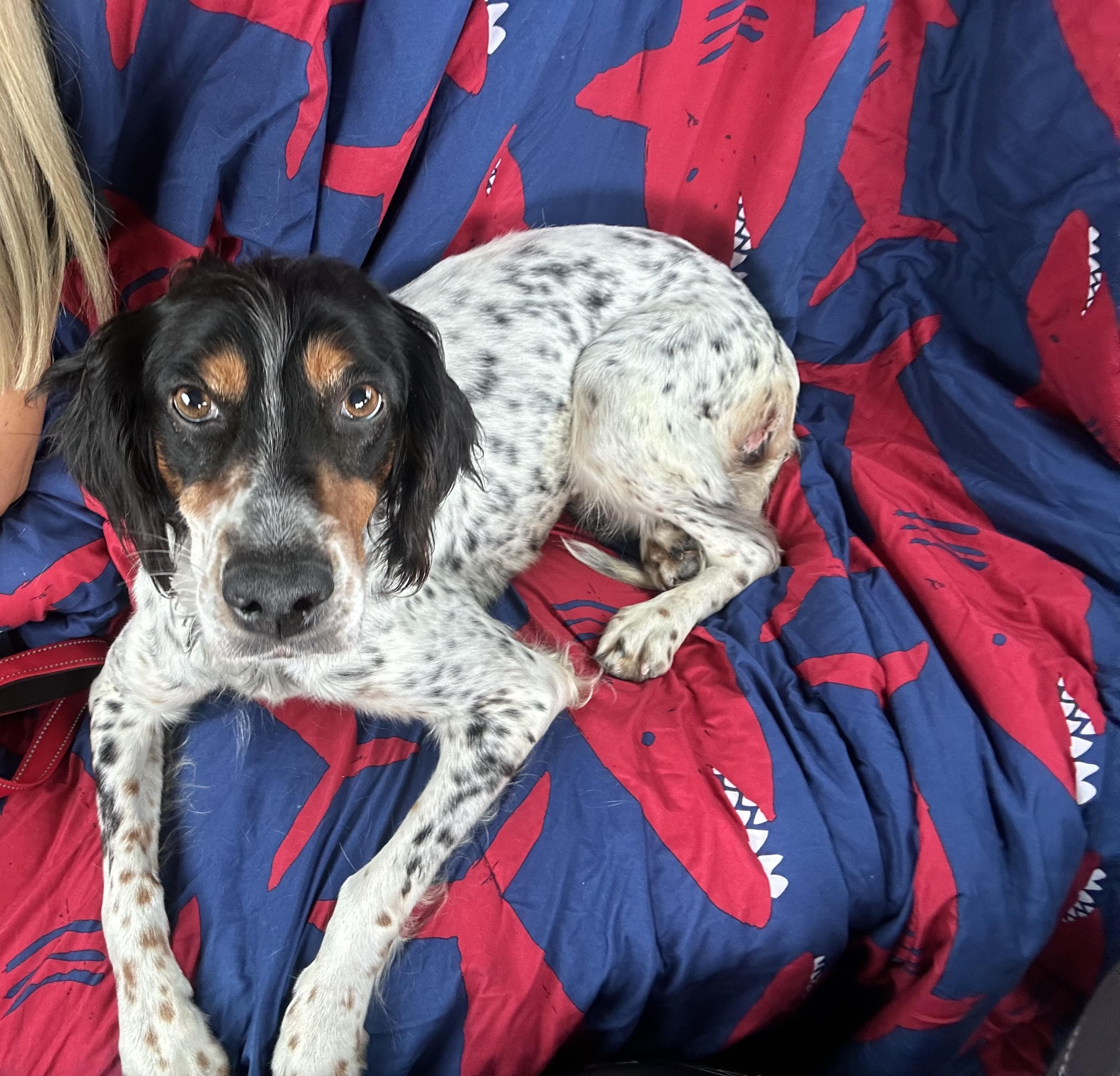 Enlarge Jilly Bean, a Adoptable English Setter in Louisville, KY image 2/5