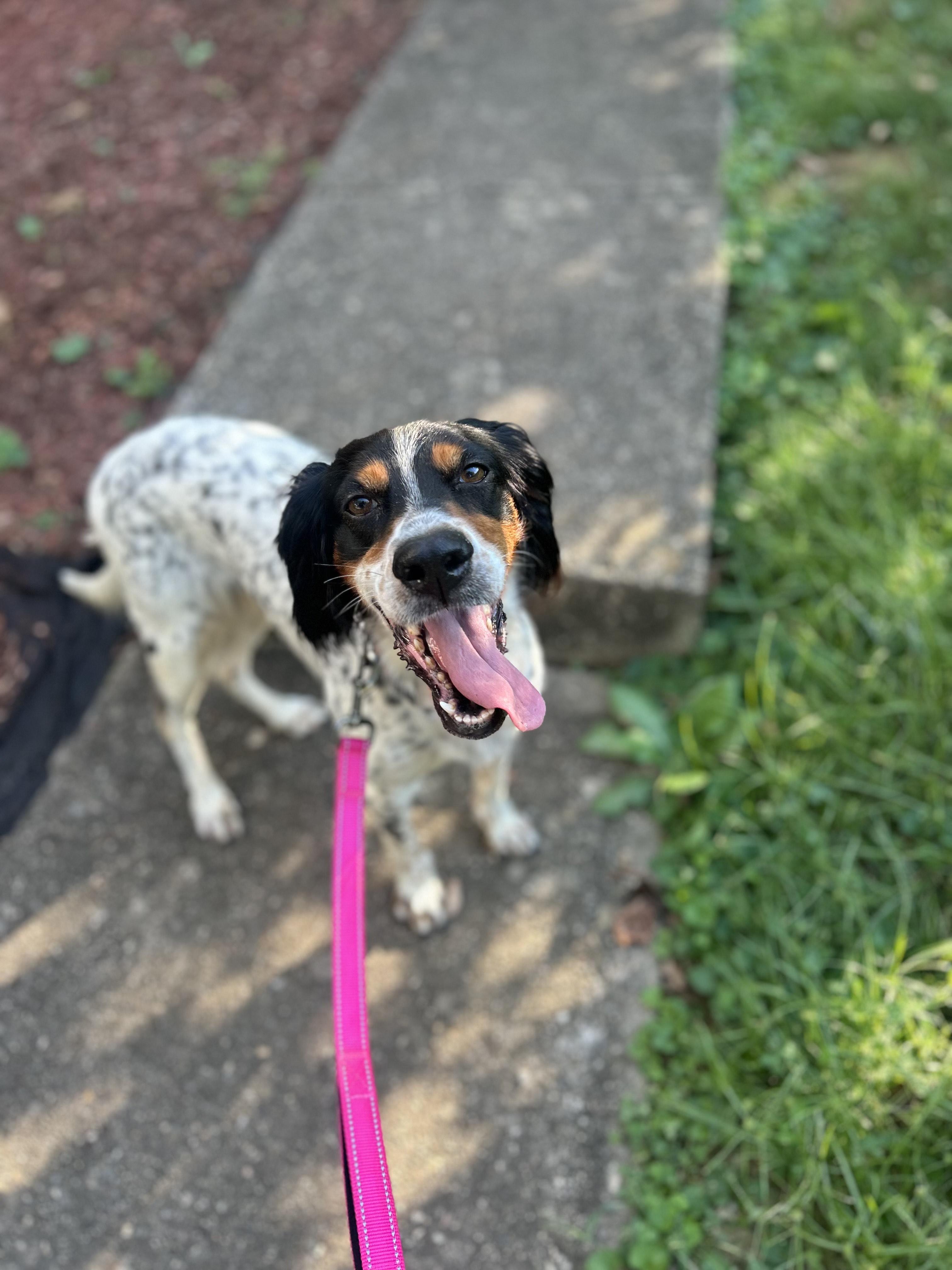 Jilly Bean, Adoptable, Adult Female English Setter.