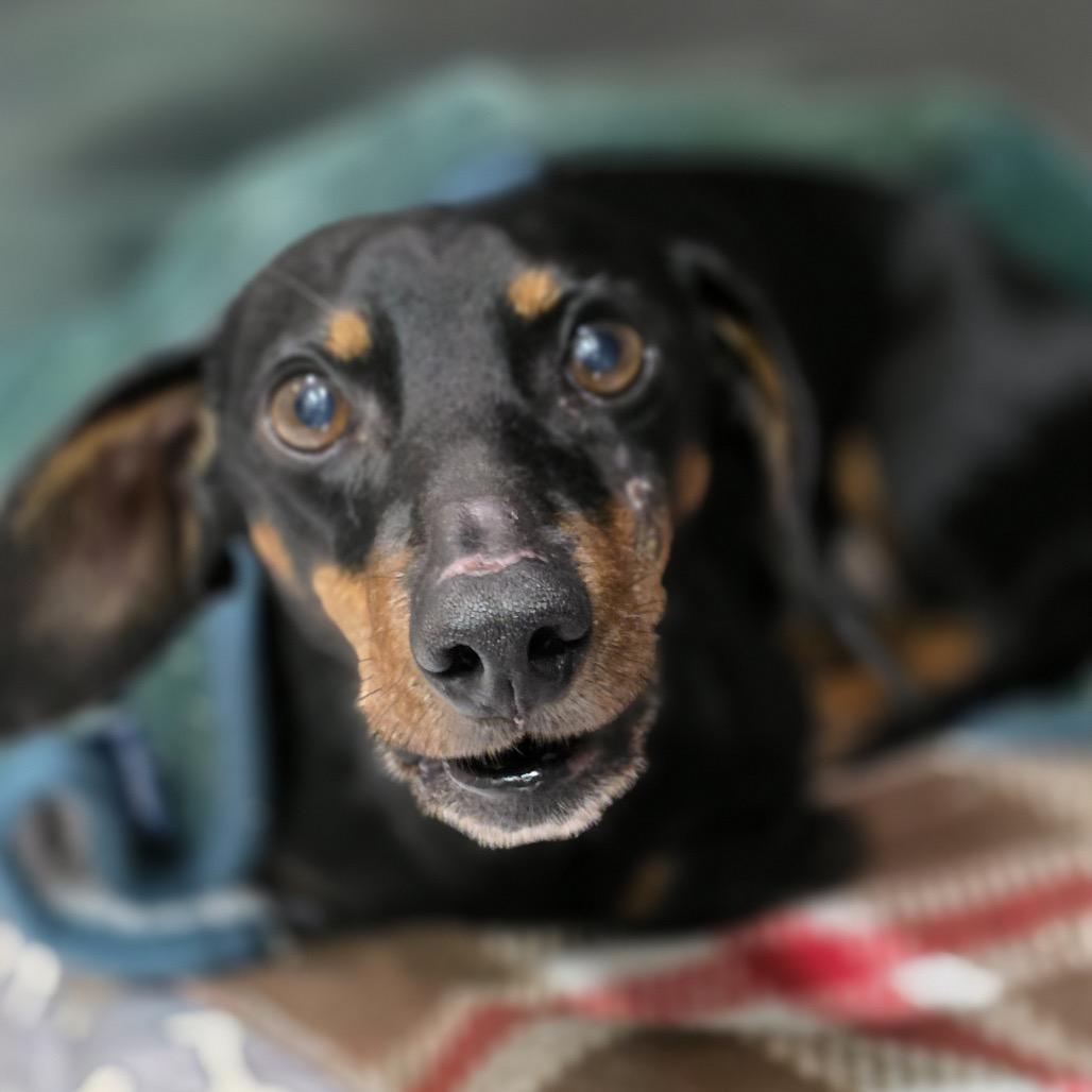 Coast, Adoptable, Senior Male Dachshund.