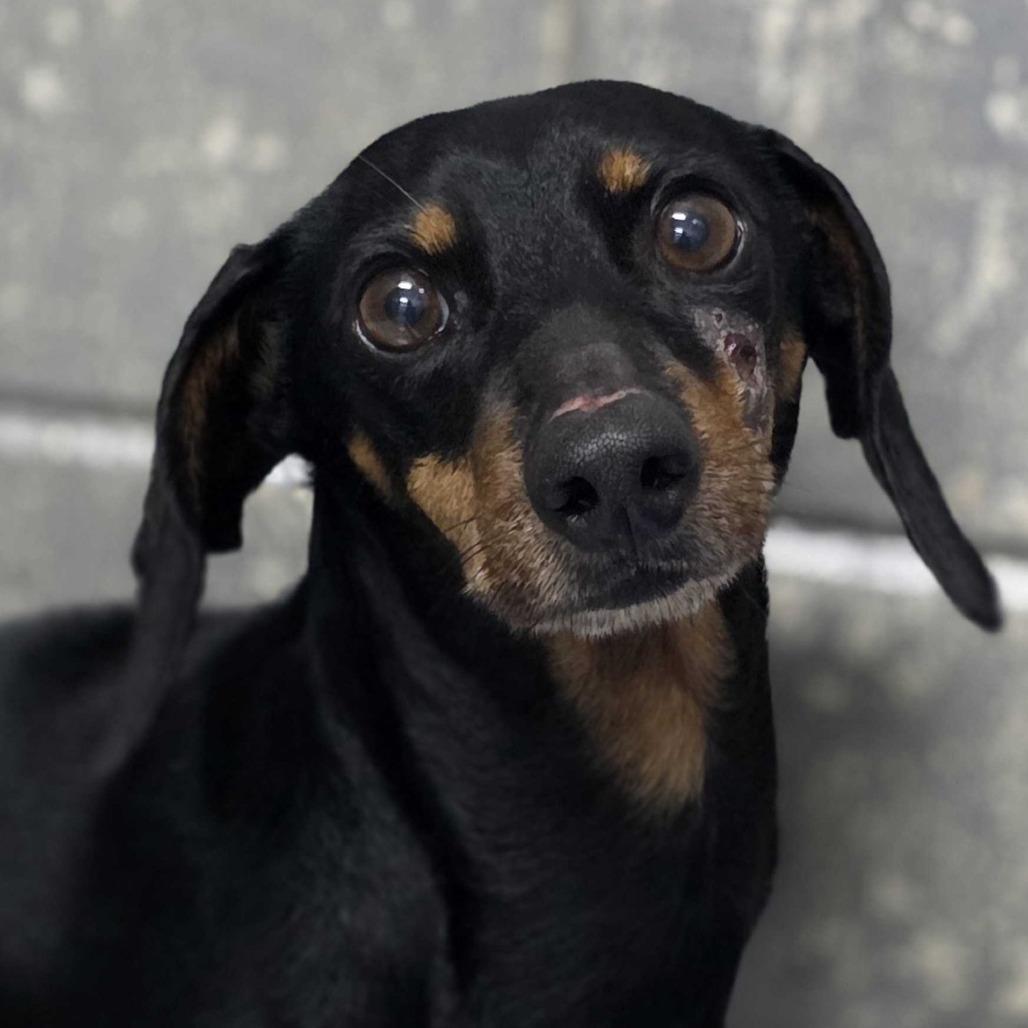 Enlarge Coast, a Adoptable Dachshund in Huntsville, AL image 2/2