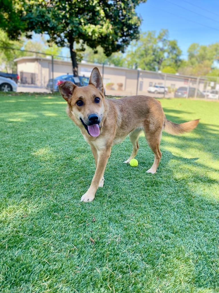 Enlarge Canella, a Adoptable mixed breed in Chico, CA image 2/3