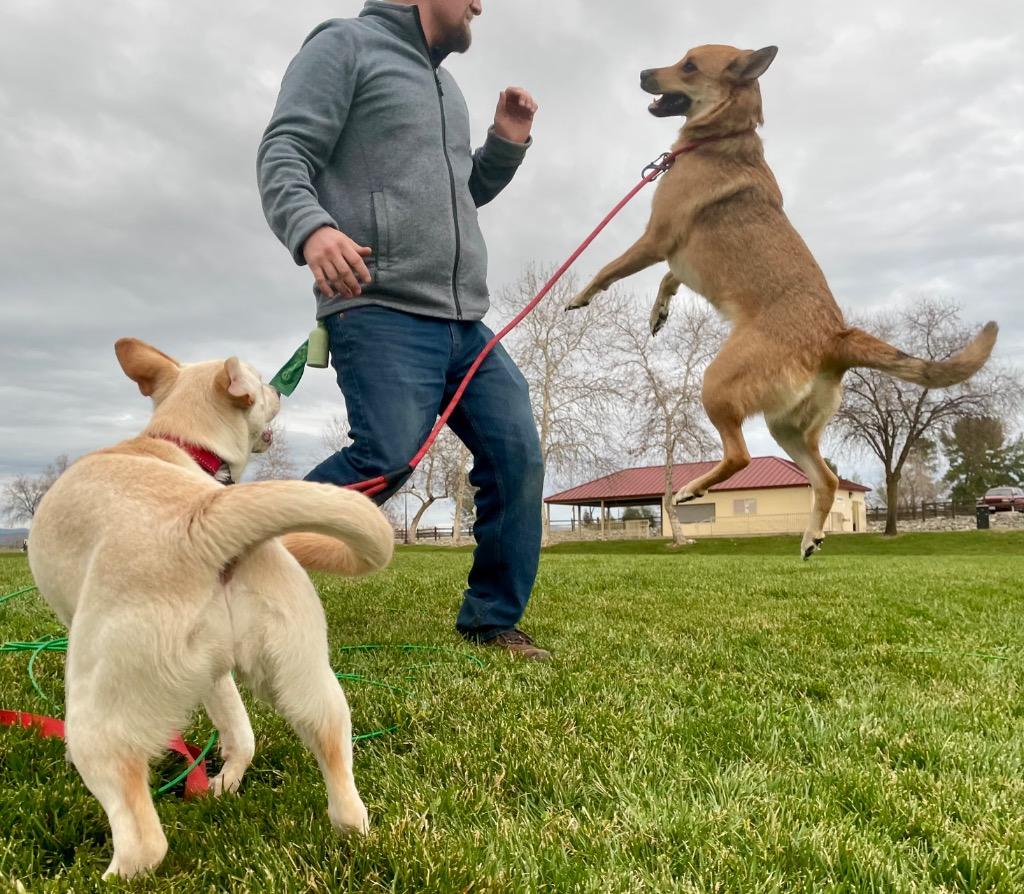 Canella, a Adoptable mixed breed in Chico, CA image 3/6