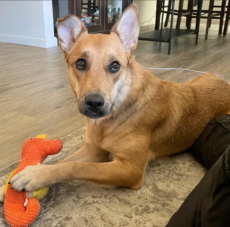 Canella, a Adoptable mixed breed in Chico, CA image 4/6