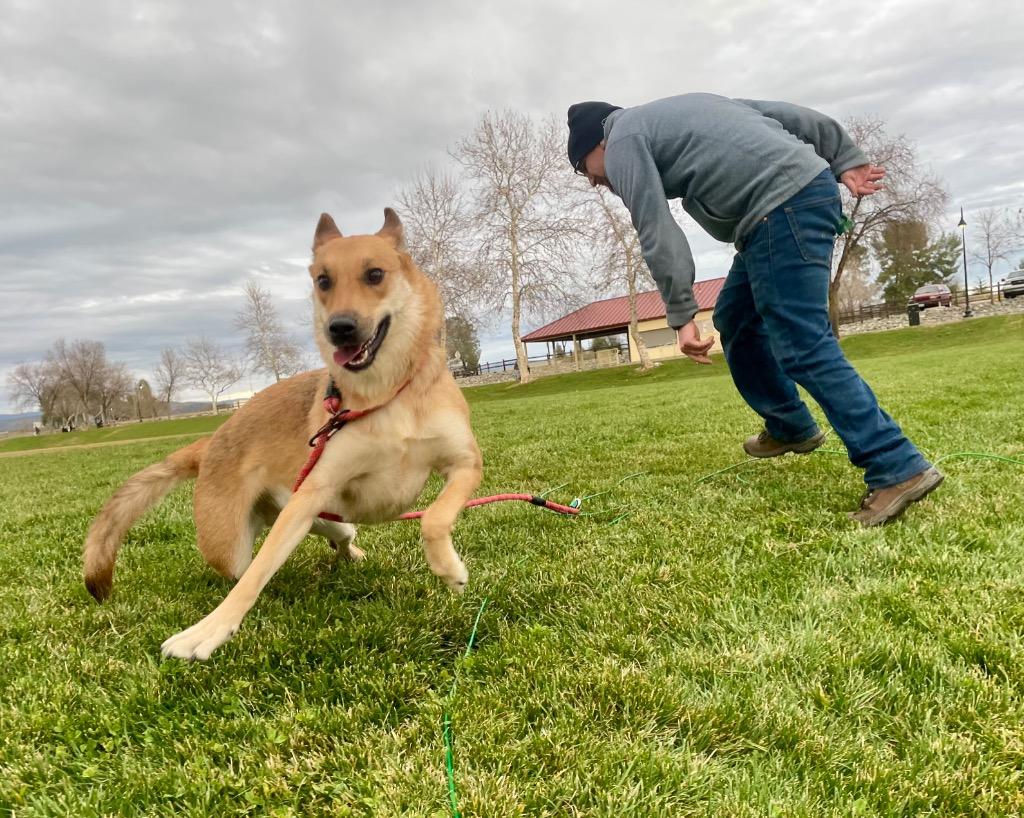 Canella, a Adoptable mixed breed in Chico, CA image 5/6