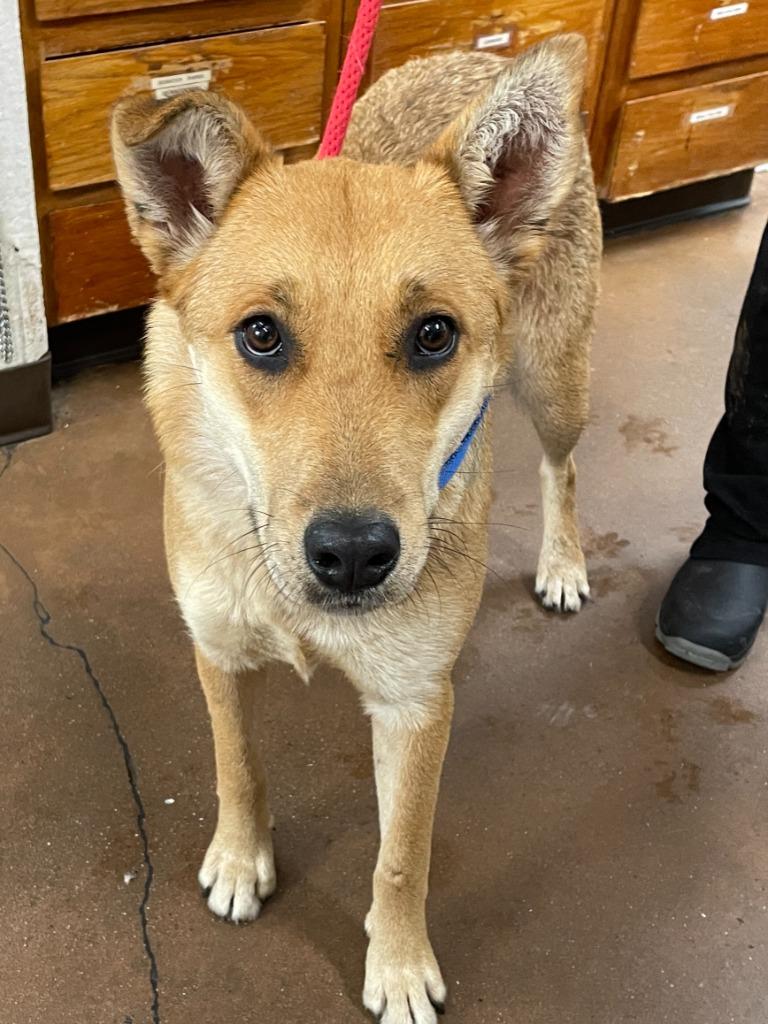 Enlarge Canella, a Adoptable mixed breed in Chico, CA image 3/3