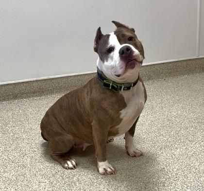 Josie — thumbnail 2