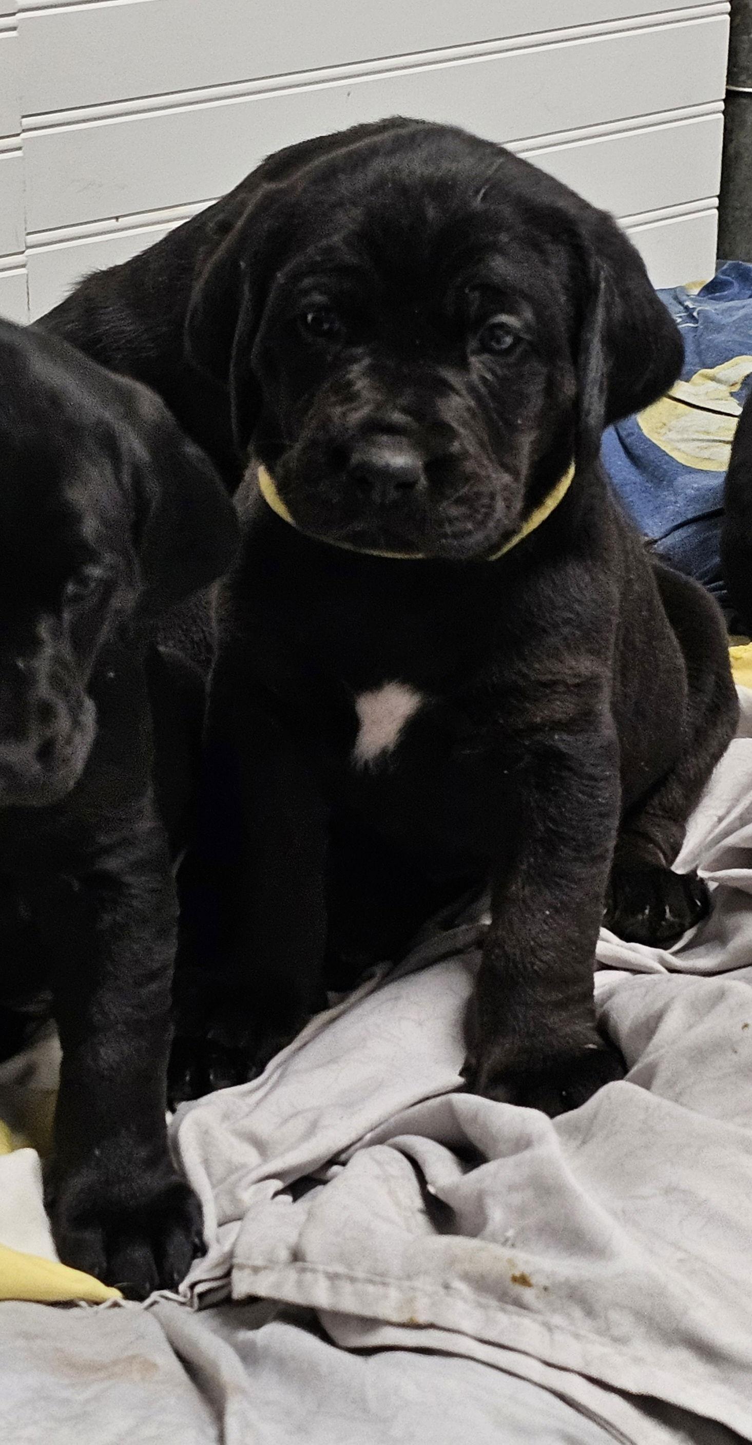Enlarge EMMETT, a Adoptable Labrador Retriever in Croydon, NH image 1/1