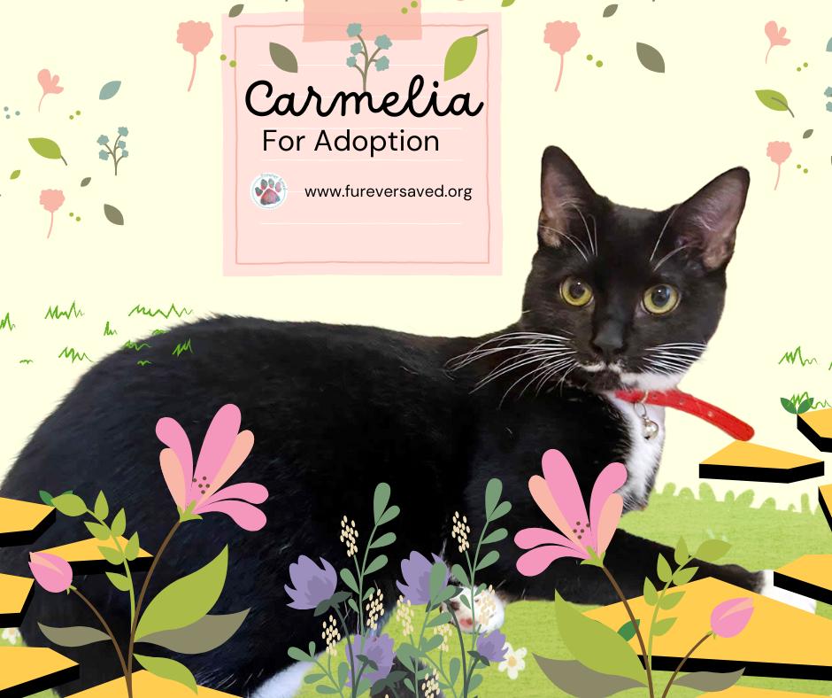 Enlarge Carmelia, a Adoptable Domestic Short Hair in Miami, FL image 1/5