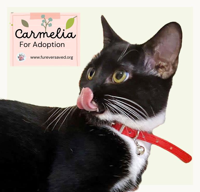 Enlarge Carmelia, a Adoptable Domestic Short Hair in Miami, FL image 2/5