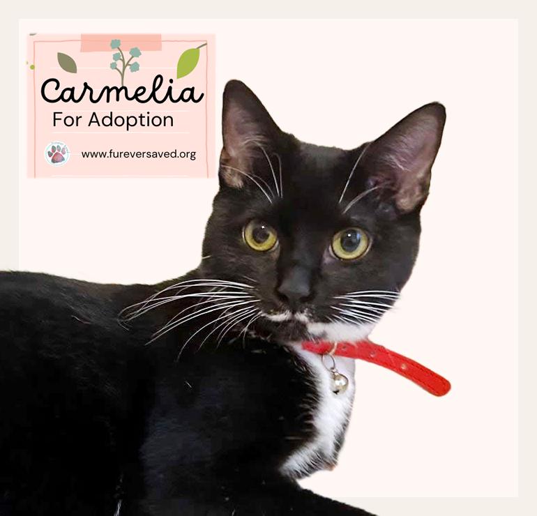 Enlarge Carmelia, a Adoptable Domestic Short Hair in Miami, FL image 4/5