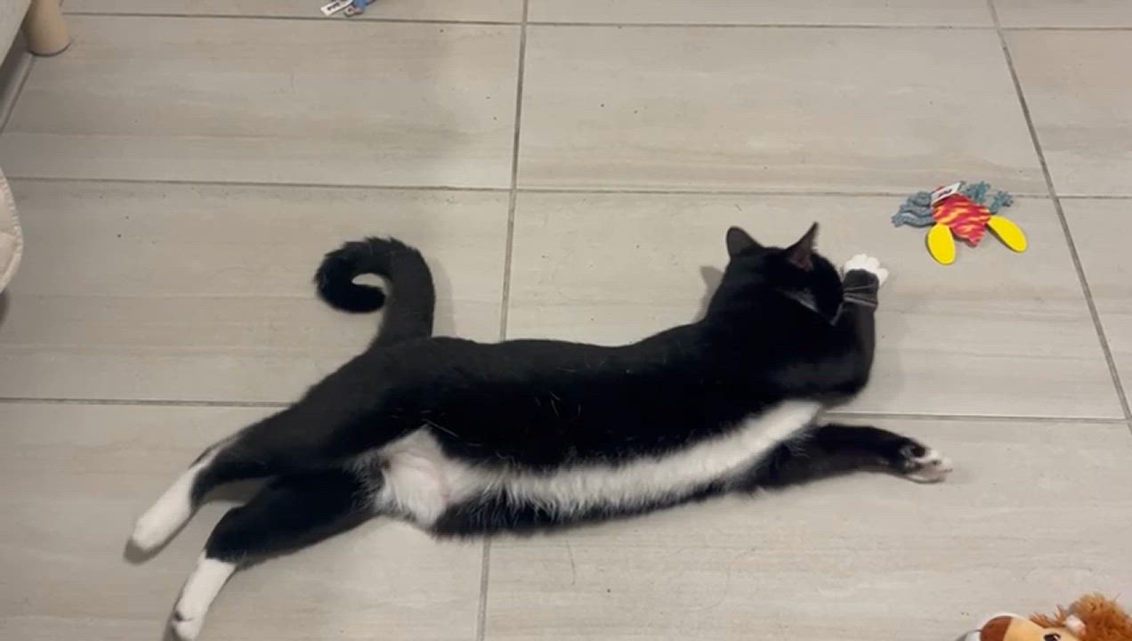 Enlarge Carmelia, a Adoptable Domestic Short Hair in Miami, FL video 3/5