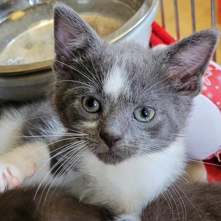 Doc, an adoptable Domestic Short Hair in Robinson, IL_image-1
