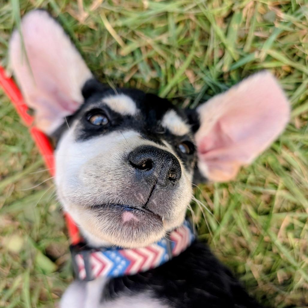 Lucy, Adoptable, Puppy Male Mixed Breed.