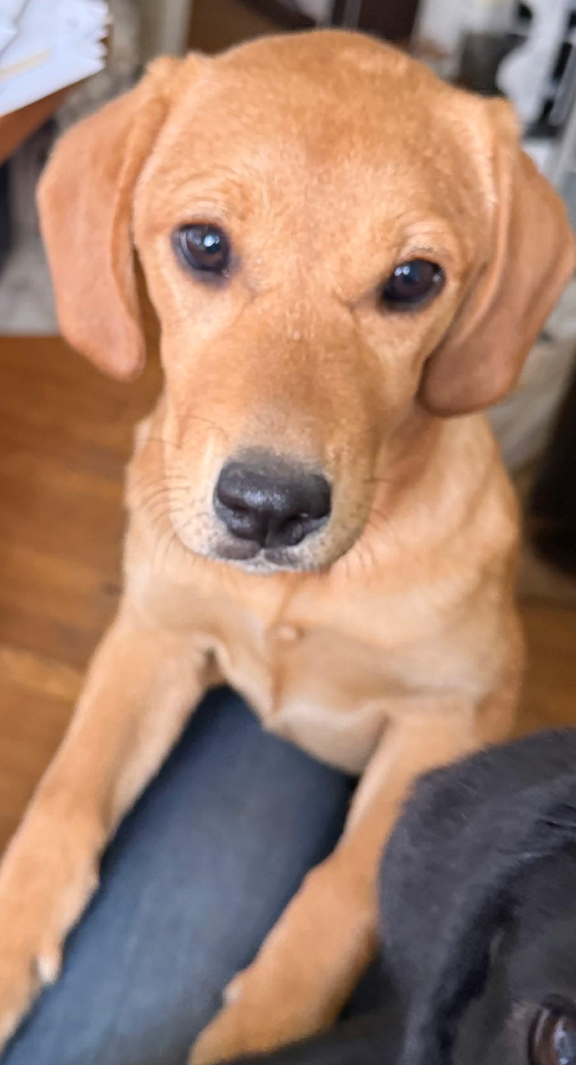 Enlarge Mango, an adopted mixed breed in Winnipeg, MB image 1/4