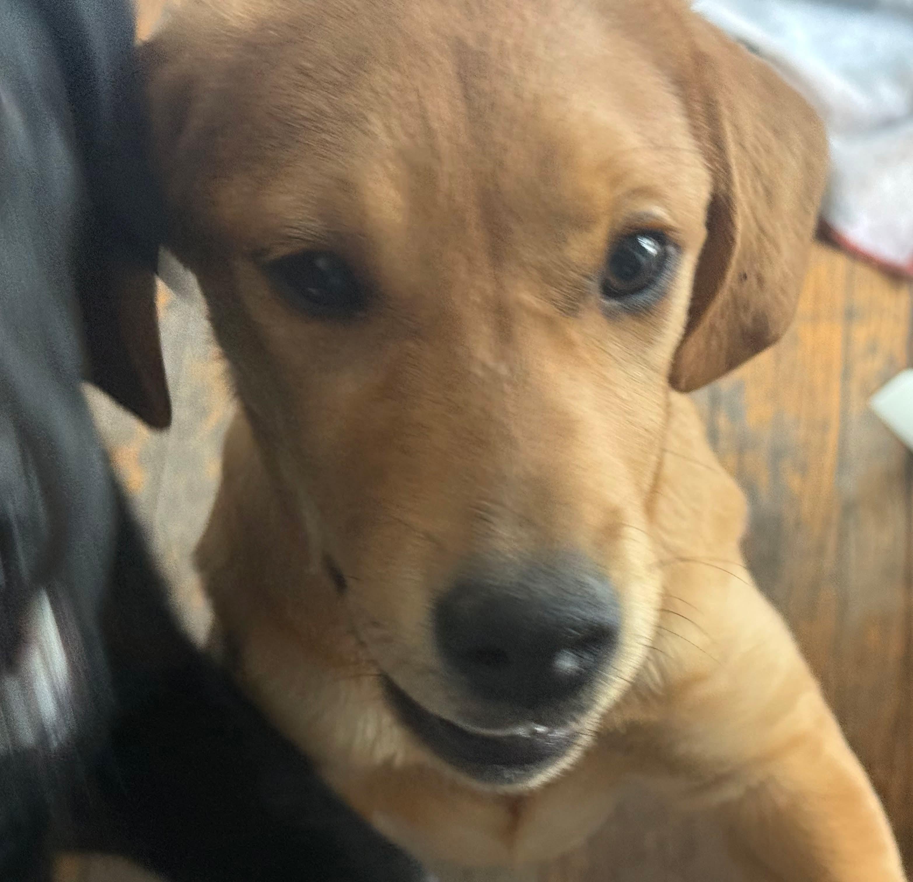 Enlarge Mango, an adopted mixed breed in Winnipeg, MB image 3/4