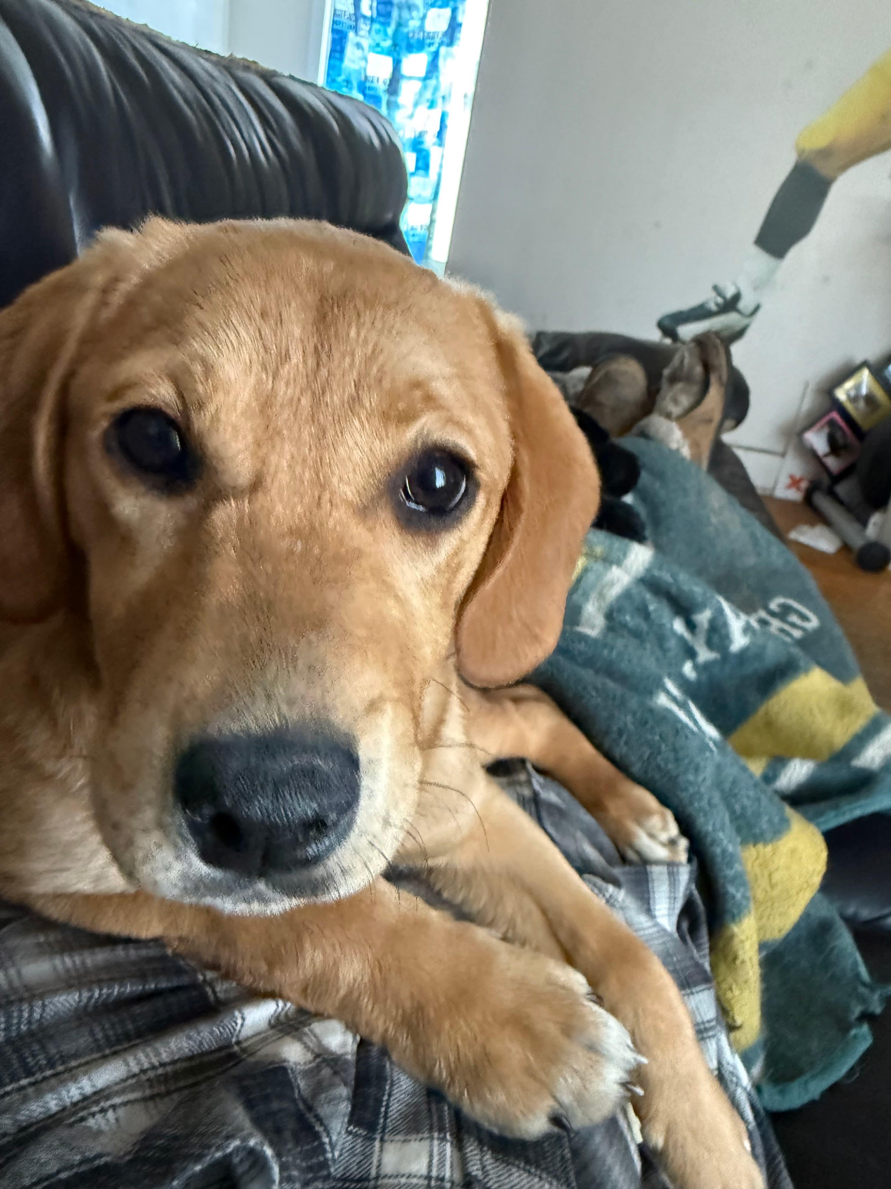 Enlarge Mango, an adopted mixed breed in Winnipeg, MB image 2/4