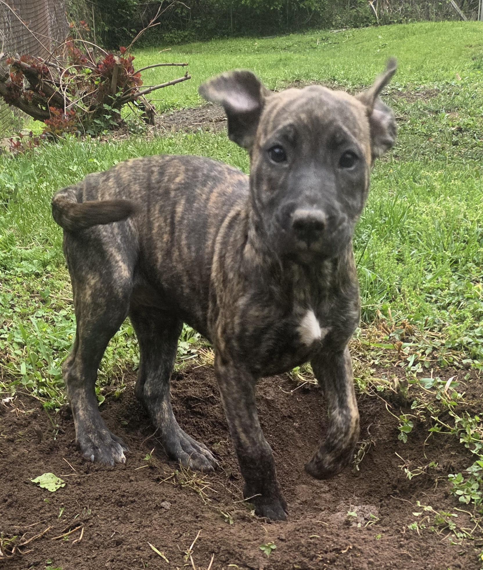 Enlarge Daisy, a ADOPTABLE mixed breed in Elizabeth, PA image 3/5