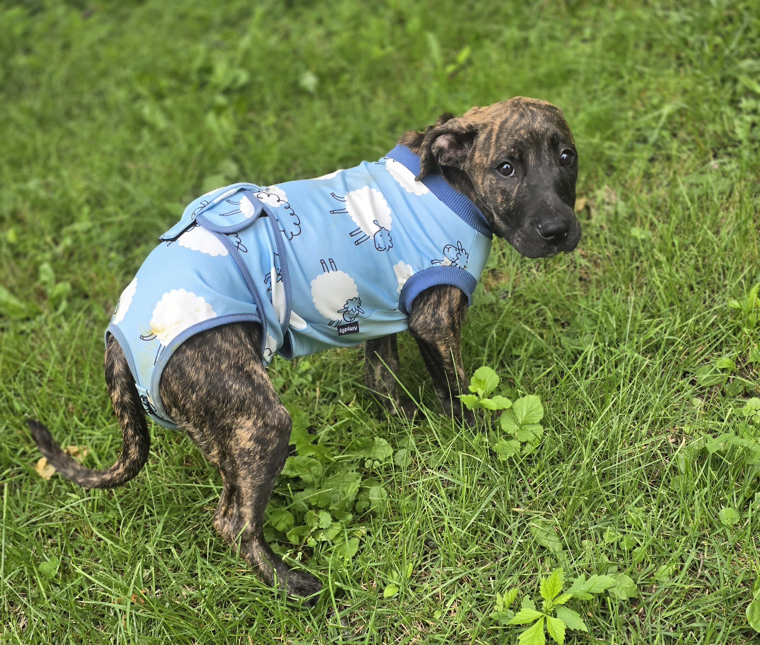 Enlarge Daisy, a ADOPTABLE mixed breed in Elizabeth, PA image 2/5