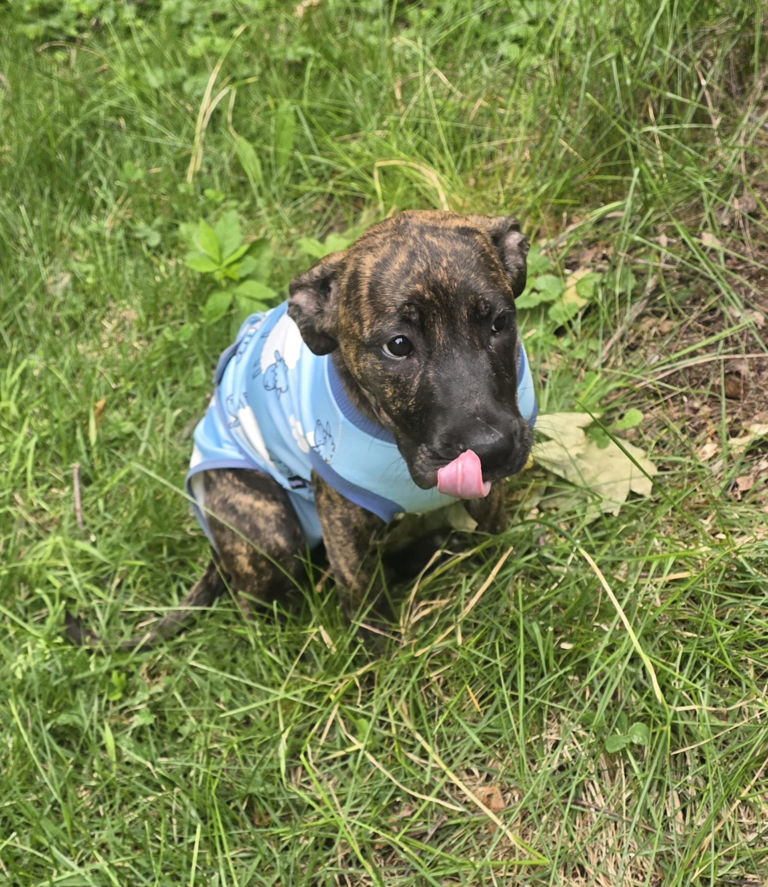 Enlarge Daisy, a ADOPTABLE mixed breed in Elizabeth, PA image 1/5
