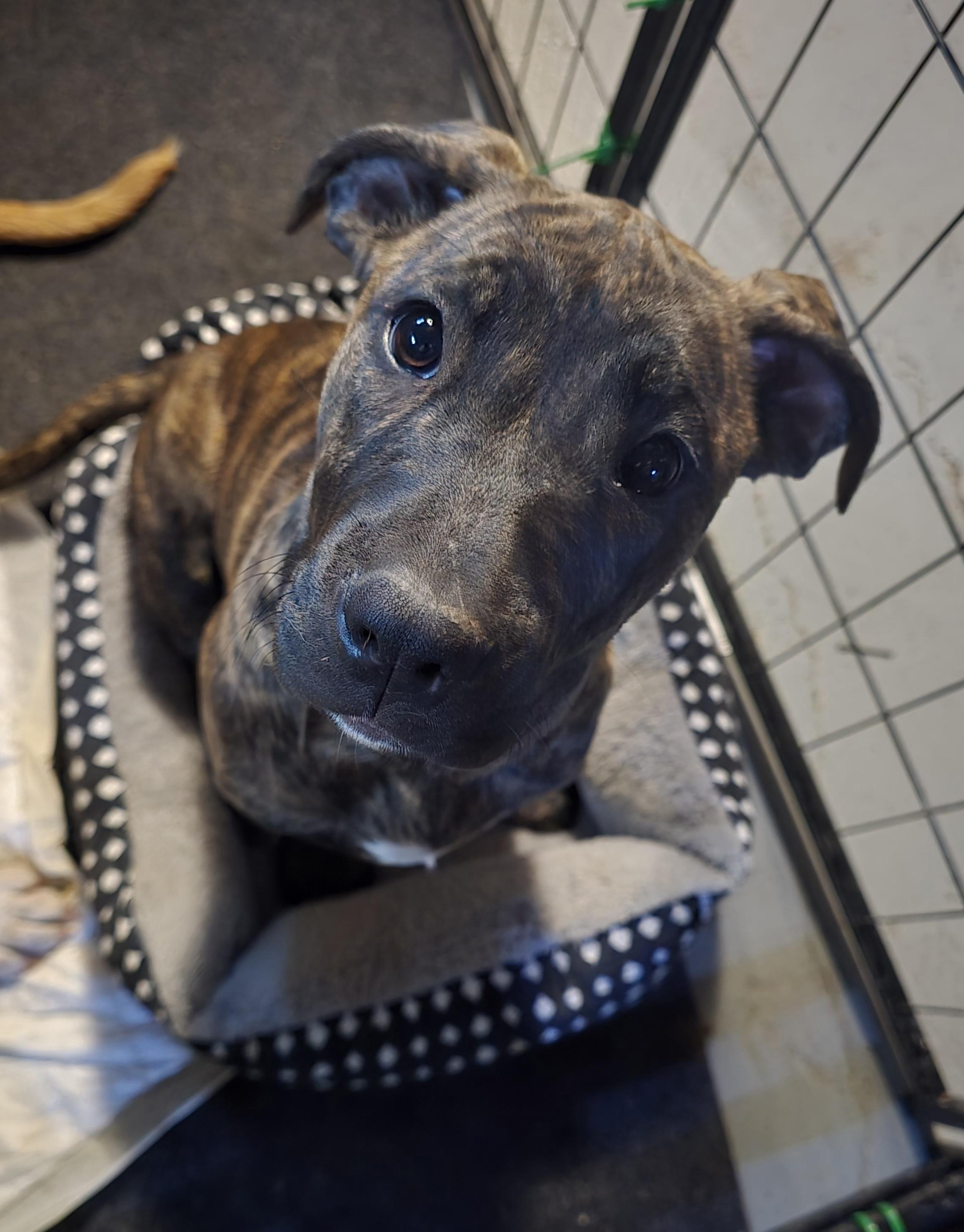 Enlarge Daisy, a ADOPTABLE mixed breed in Elizabeth, PA image 5/5