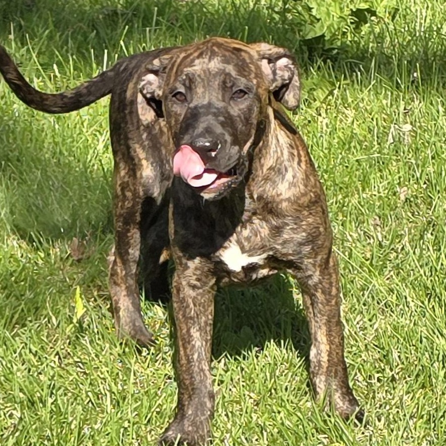 Enlarge Daisy, a ADOPTABLE mixed breed in Elizabeth, PA image 4/5