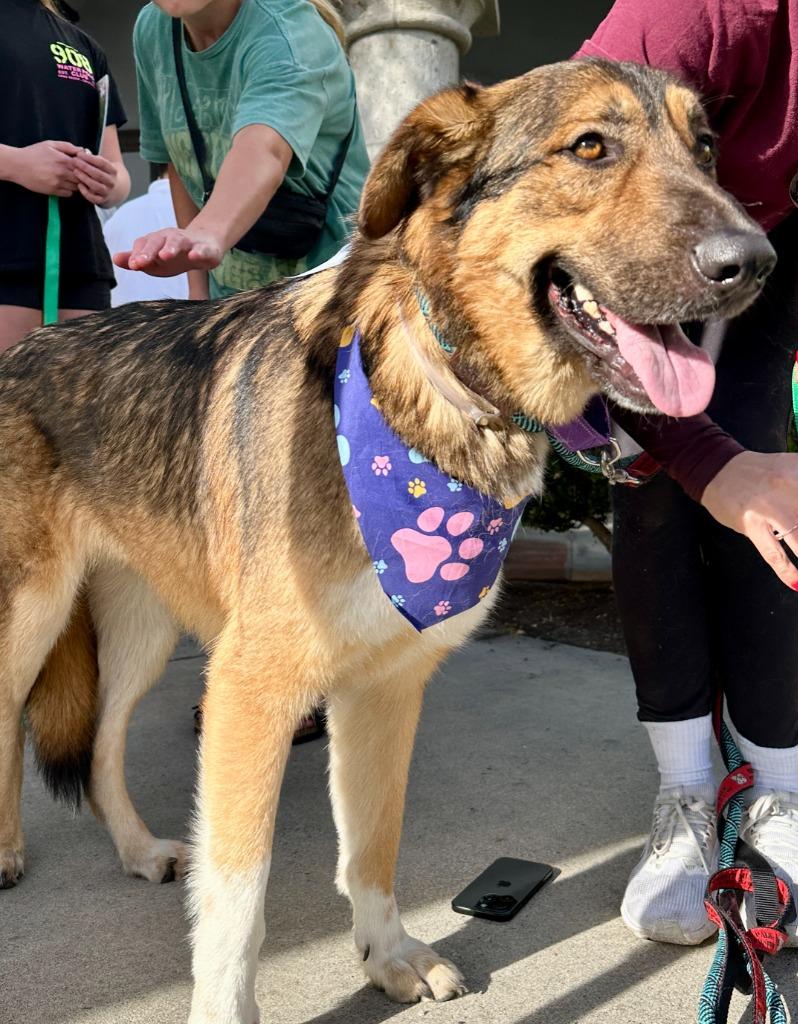 Socks, Adopted, Adult Male Mixed Breed.