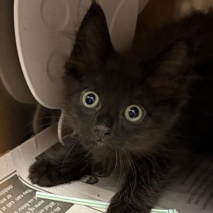 Enlarge Priss, an adopted Domestic Short Hair in North Myrtle Beach, SC image 1/3