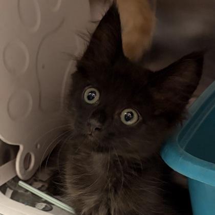 Enlarge Priss, an adopted Domestic Short Hair in North Myrtle Beach, SC image 2/3