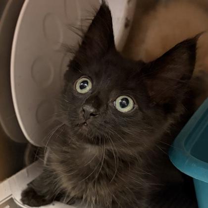 Enlarge Priss, an adopted Domestic Short Hair in North Myrtle Beach, SC image 3/3