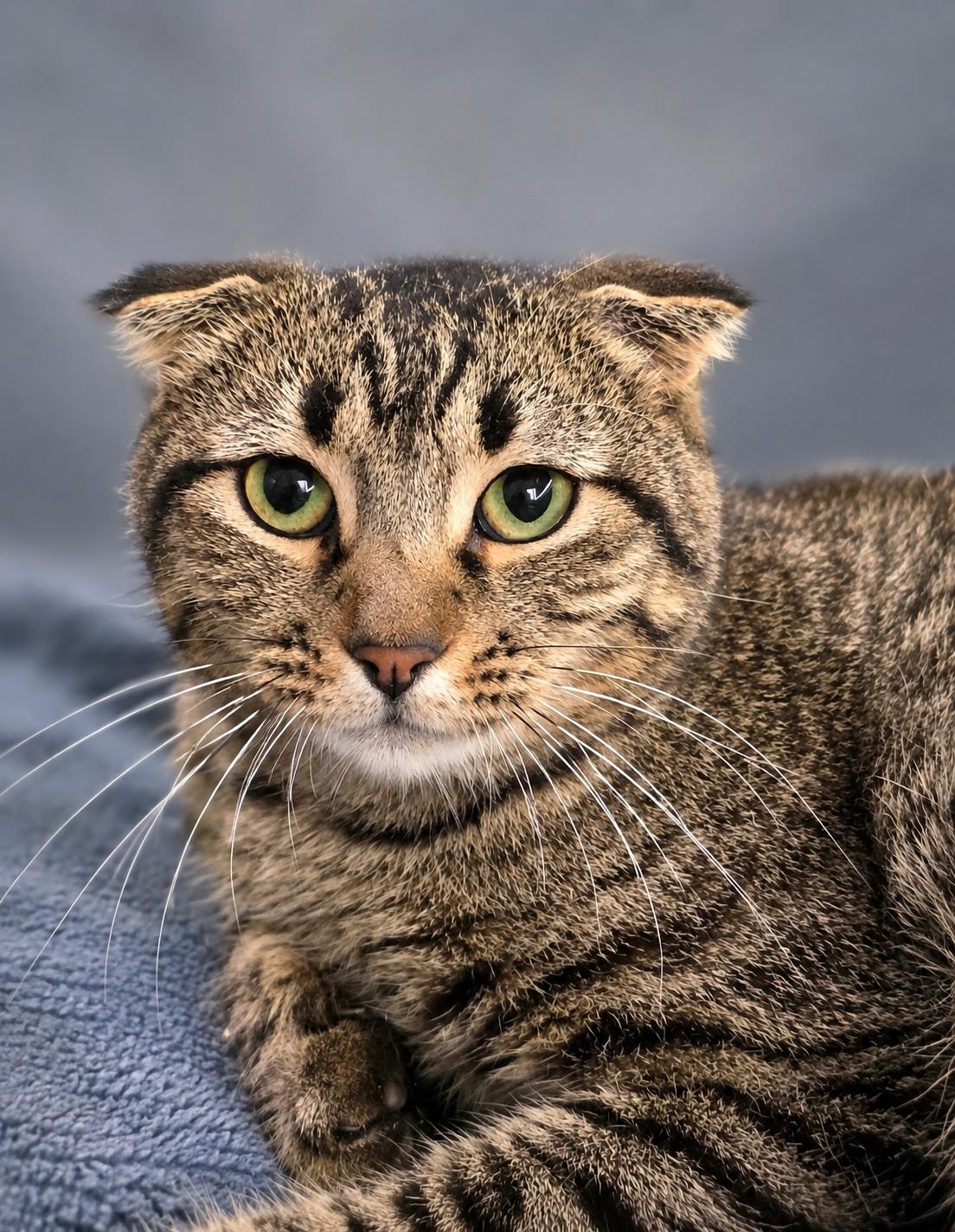 Sebastian, Adoptable, Young Male Scottish Fold.