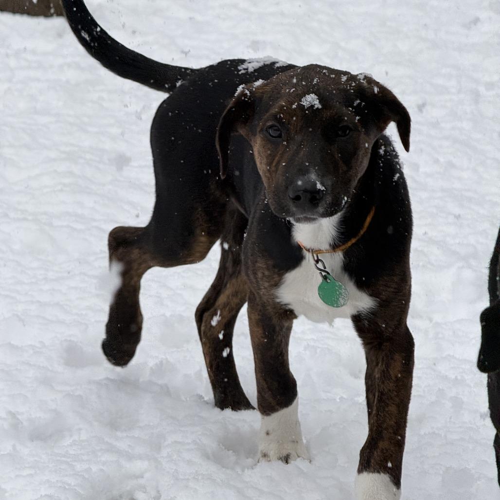 Enlarge Buffalo Wild Wings, a Adoptable Mixed Breed in Buffalo, MN image 1/6