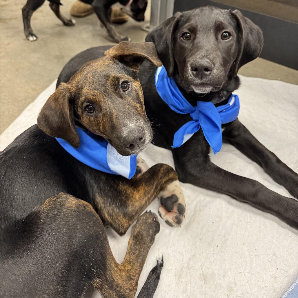 Buffalo Wild Wings, a Adoptable Mixed Breed in Burnsville, MN image 3/6