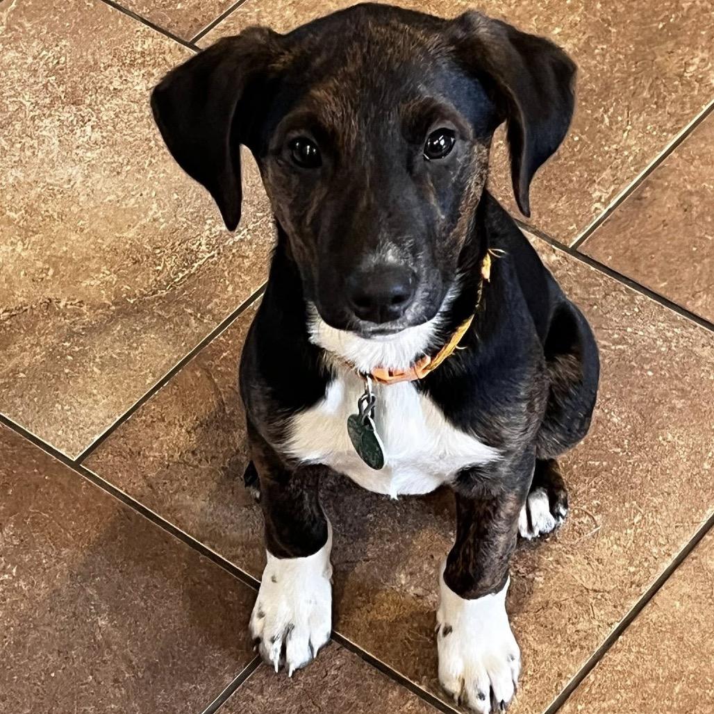 Buffalo Wild Wings, Adoptable, Puppy Male Mixed Breed.