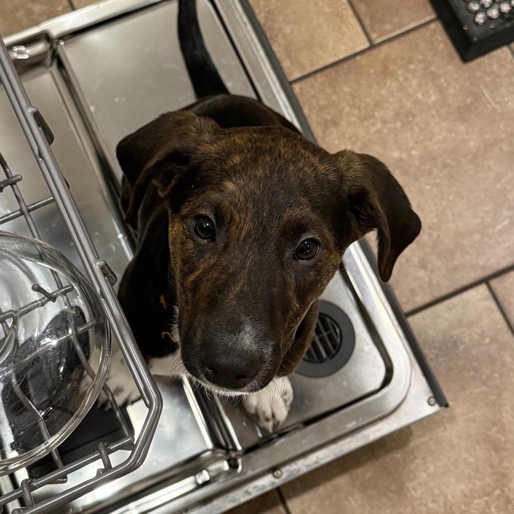 Enlarge Buffalo Wild Wings, a Adoptable Mixed Breed in Buffalo, MN image 2/6