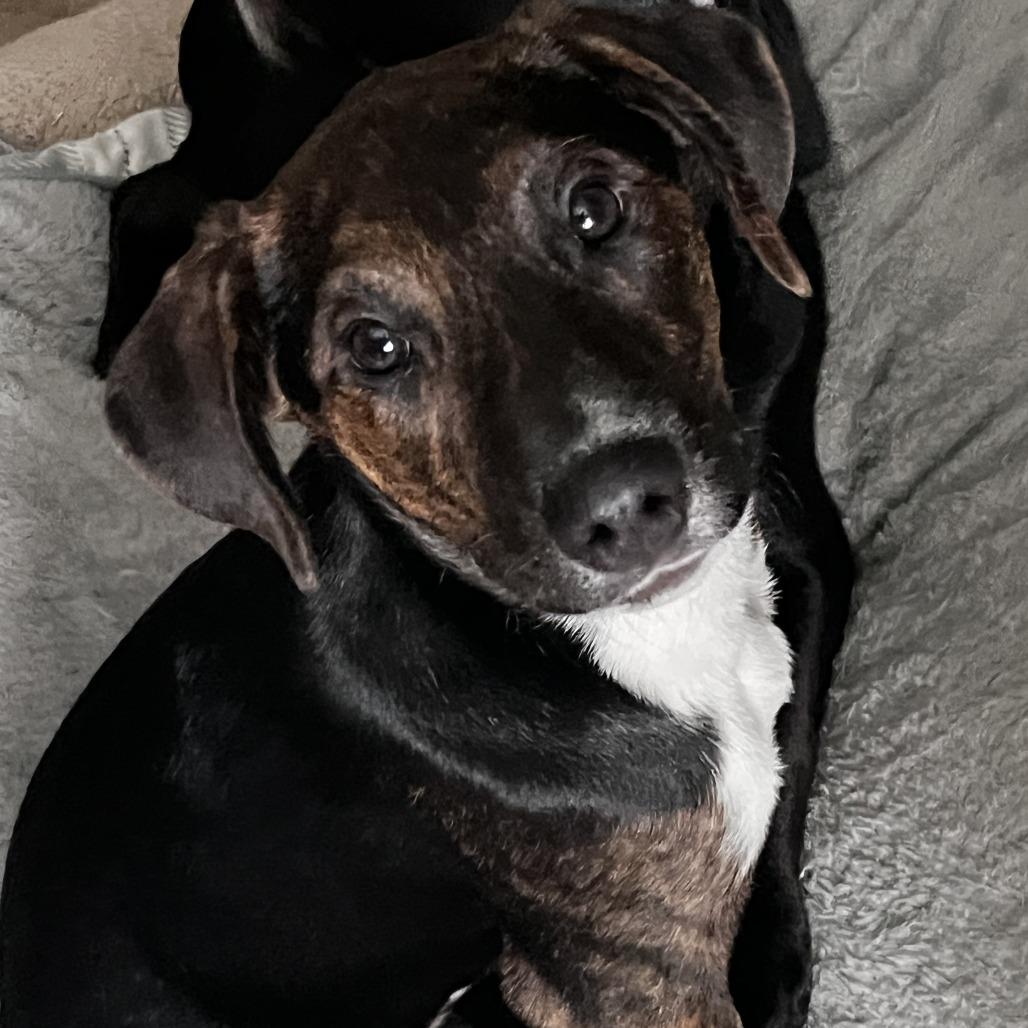 Enlarge Buffalo Wild Wings, a Adoptable Mixed Breed in Buffalo, MN image 3/6