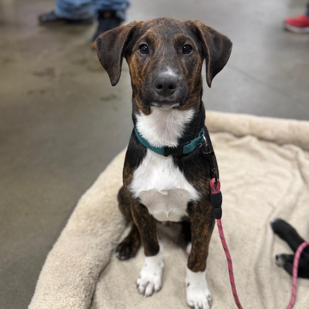 Enlarge Buffalo Wild Wings, a Adoptable Mixed Breed in Buffalo, MN image 4/6