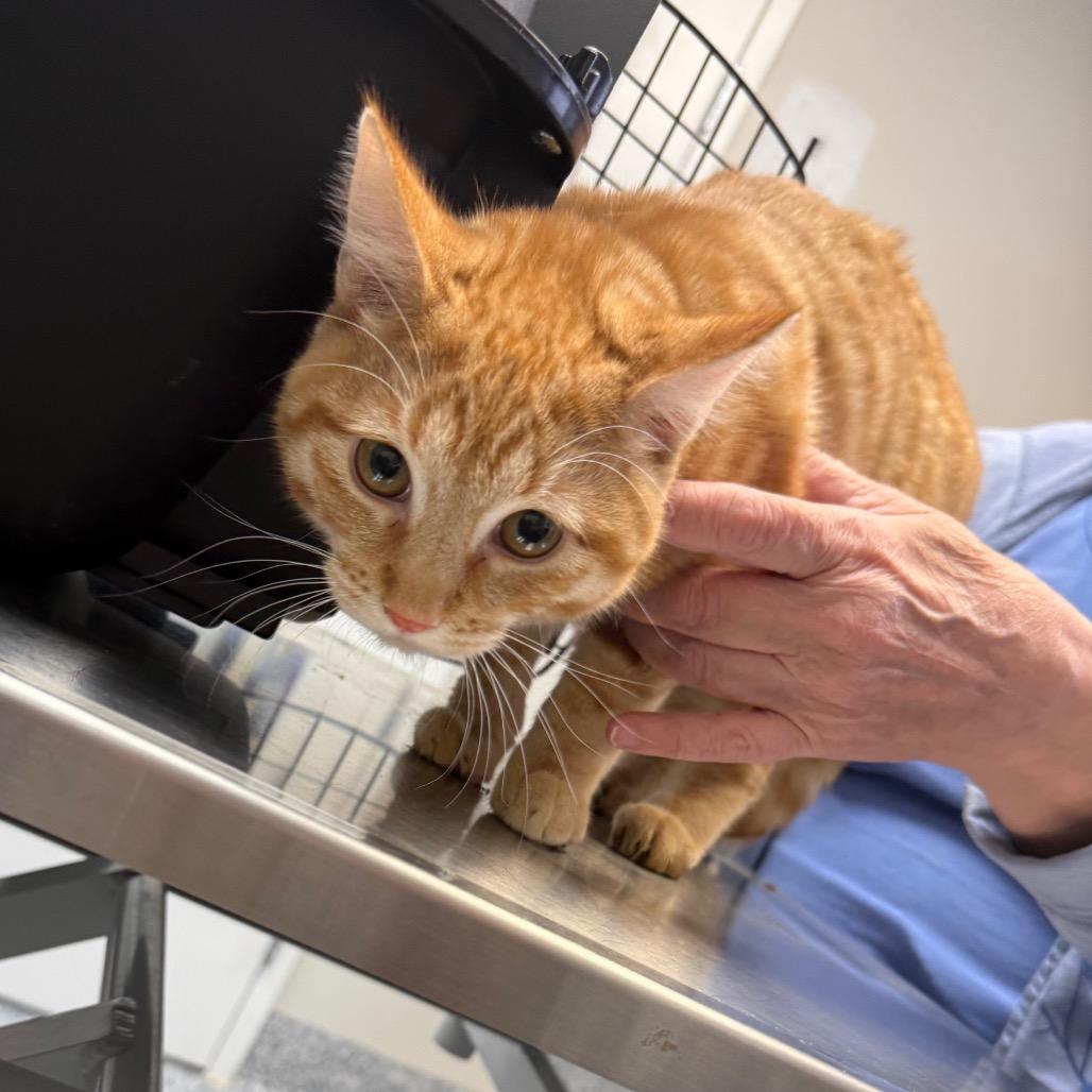 Dudly, Adoptable, Young Male Domestic Short Hair.