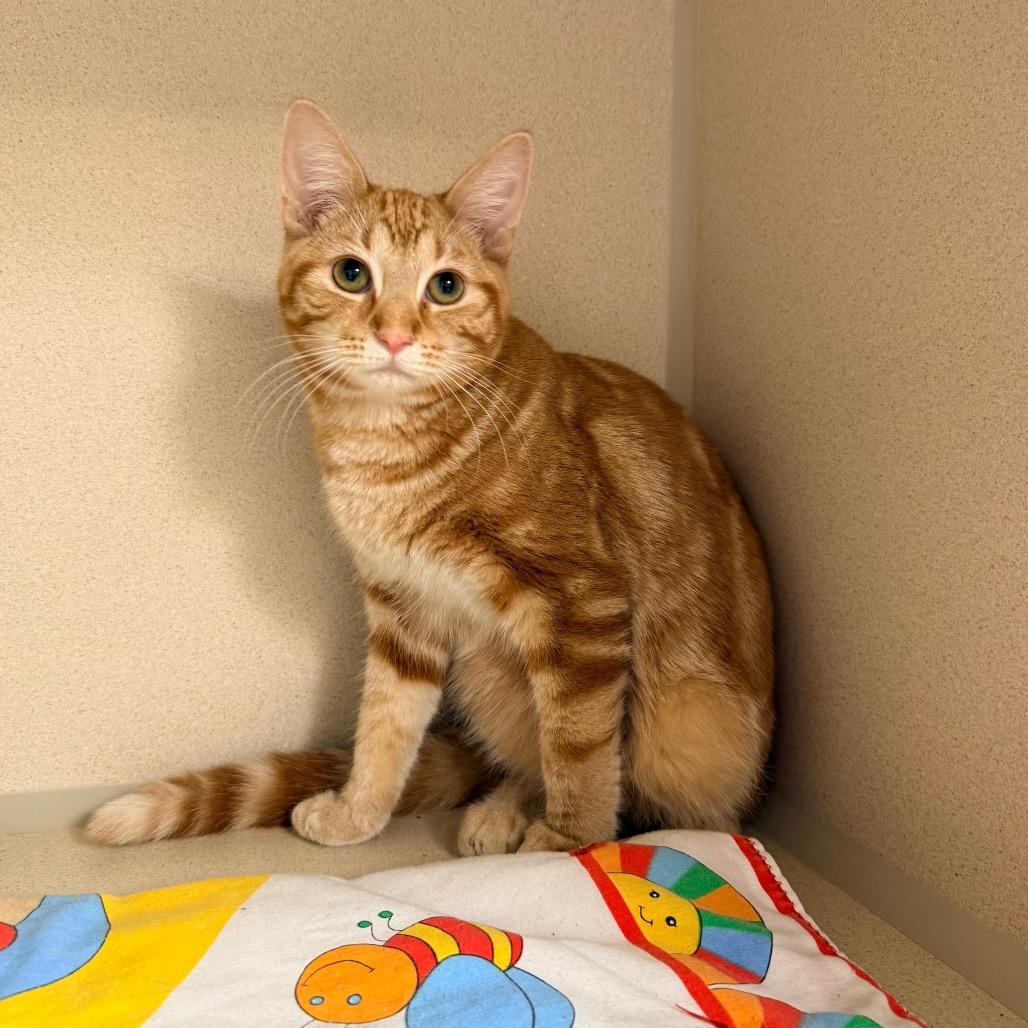 Enlarge Dudly, a Adoptable Domestic Short Hair in Great Falls, MT image 2/3