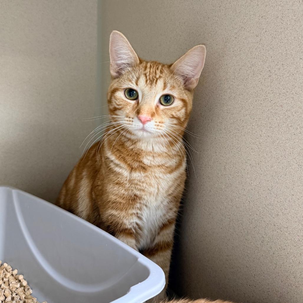 Enlarge Dudly, a Adoptable Domestic Short Hair in Great Falls, MT image 3/3