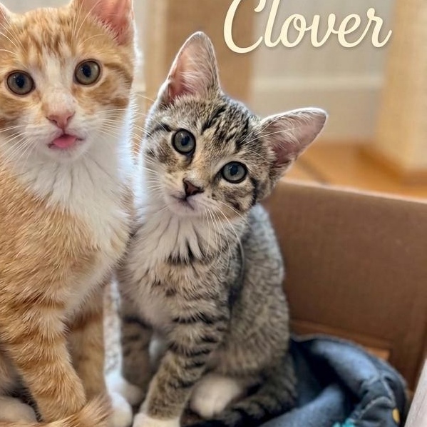 Clover, an adopted mixed breed in East Orange, NJ image 1/2