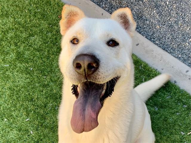 ARIEL, Adoptable, Young Female Shar-Pei & Mixed Breed.