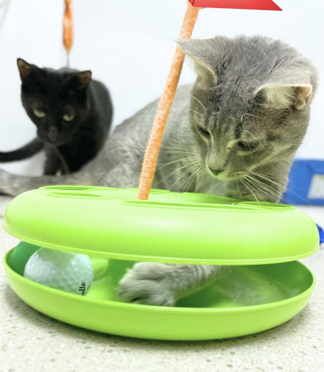 Skirt, Adoptable, Young Female Domestic Short Hair.