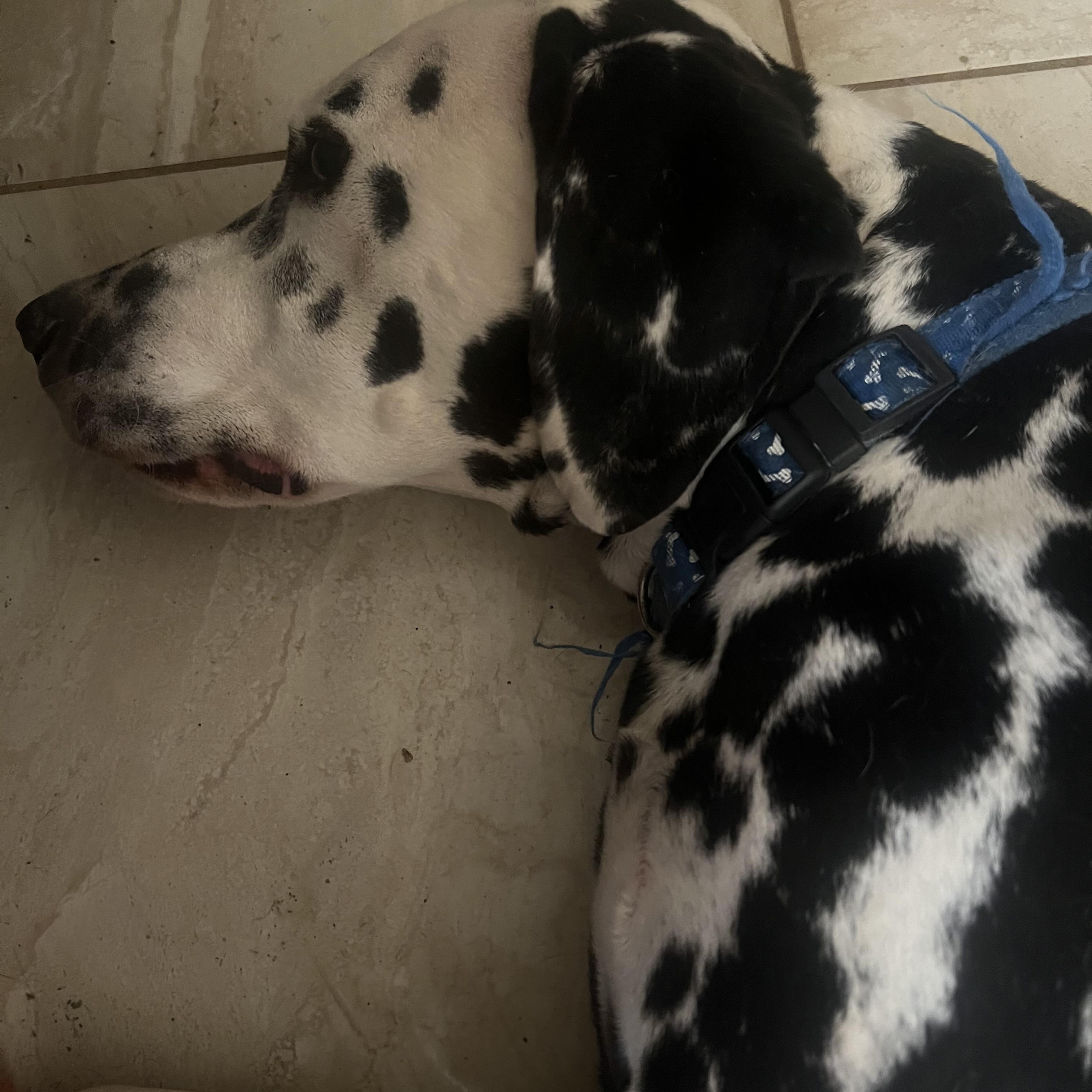 Tucker-Tempe, AZ, a ADOPTABLE Dalmatian in Tempe, AZ image 4/4