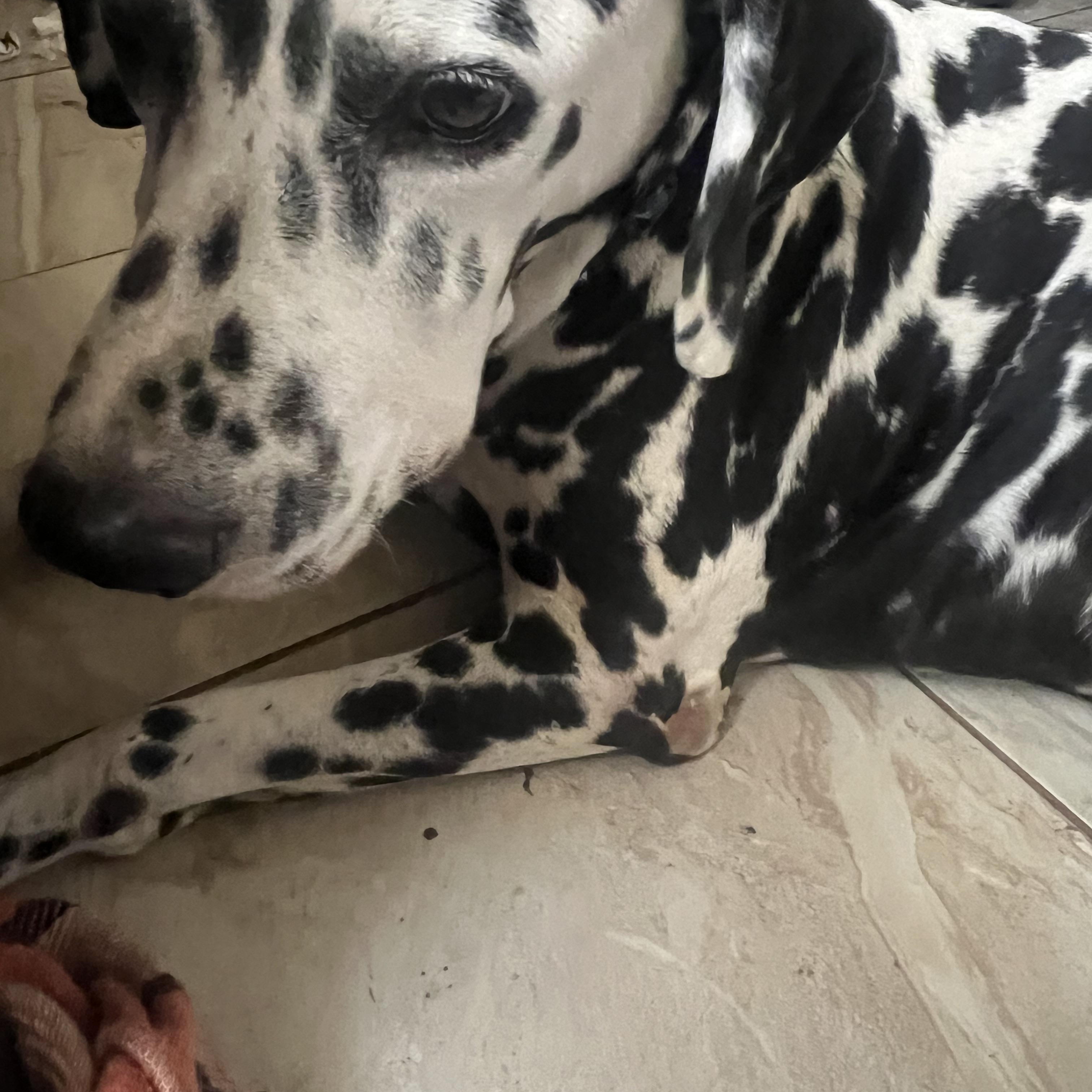 Tucker-Tempe, AZ, ADOPTABLE, Adult Male Dalmatian.