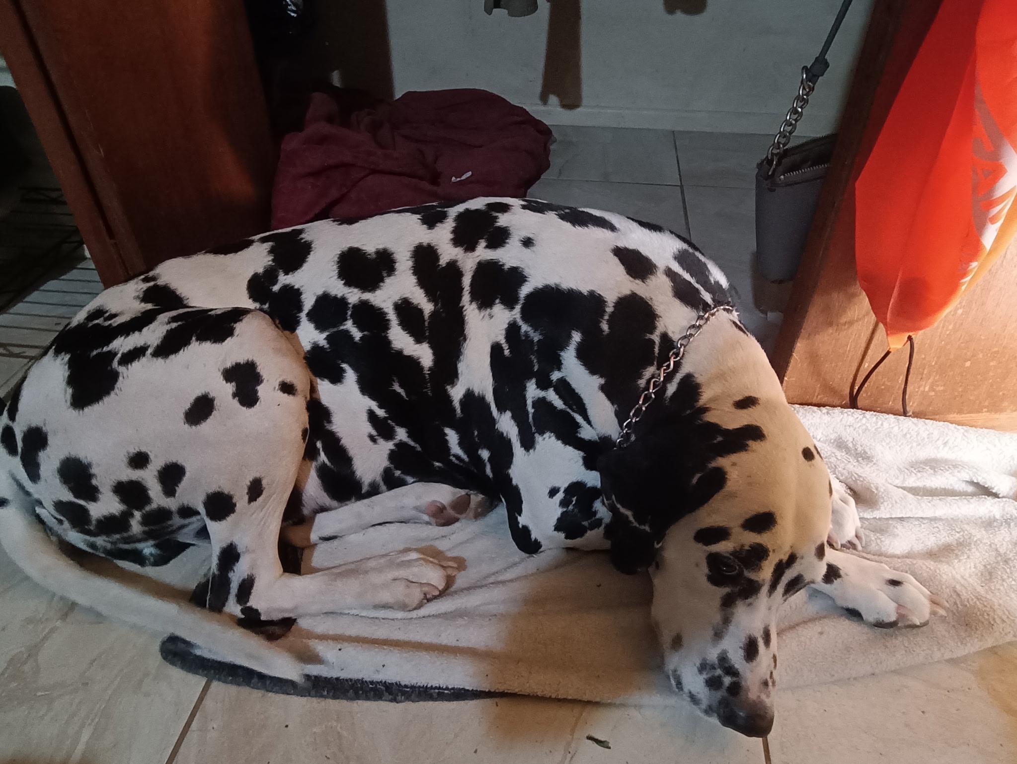 Tucker-Tempe, AZ, a ADOPTABLE Dalmatian in Tempe, AZ image 2/4