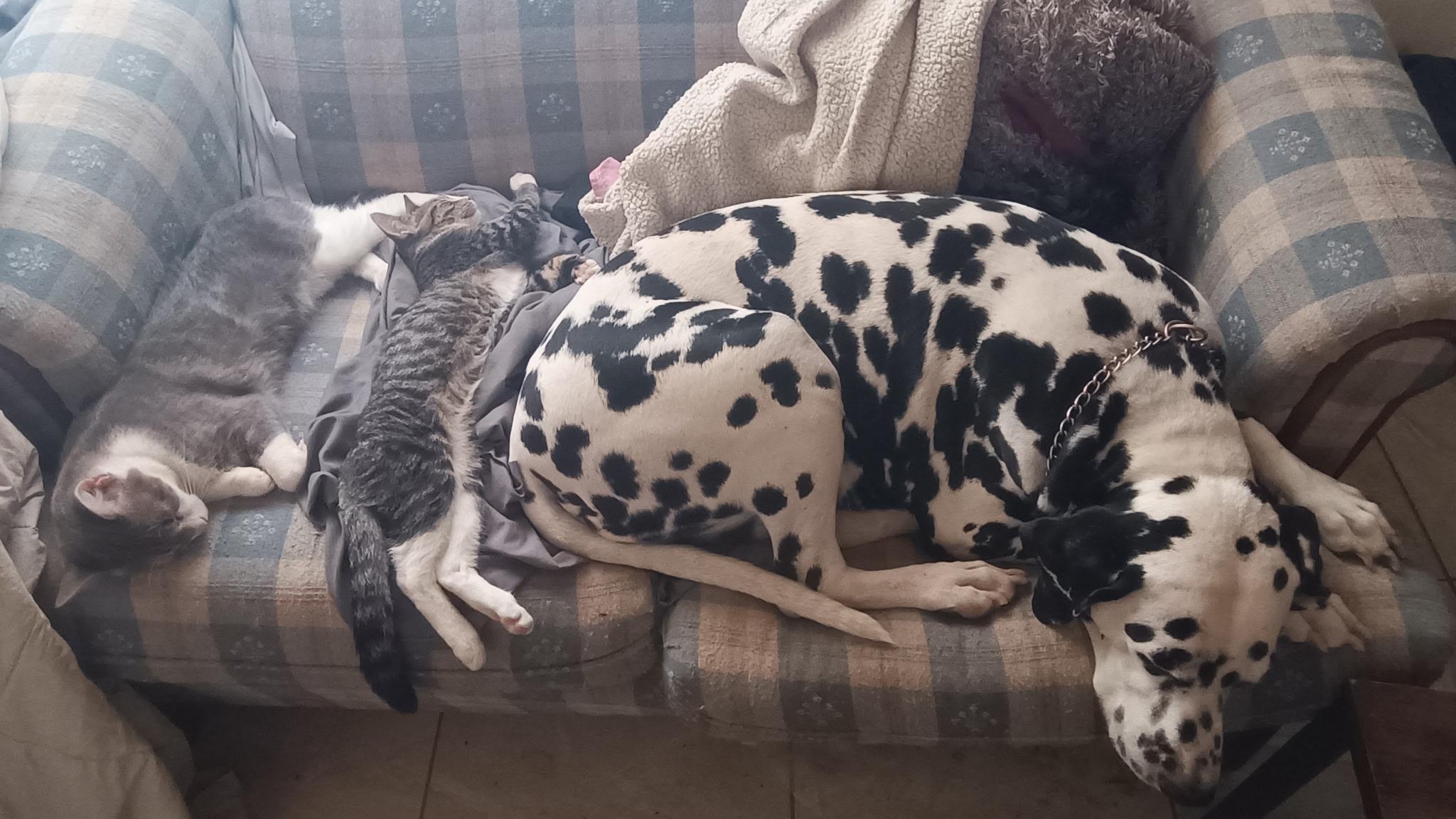 Tucker-Tempe, AZ, a ADOPTABLE Dalmatian in Tempe, AZ image 3/4