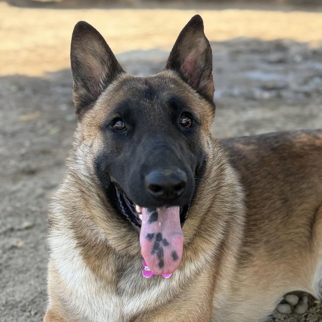 Goku, Adoptable, Adult Male Belgian Shepherd / Malinois & Mixed Breed.
