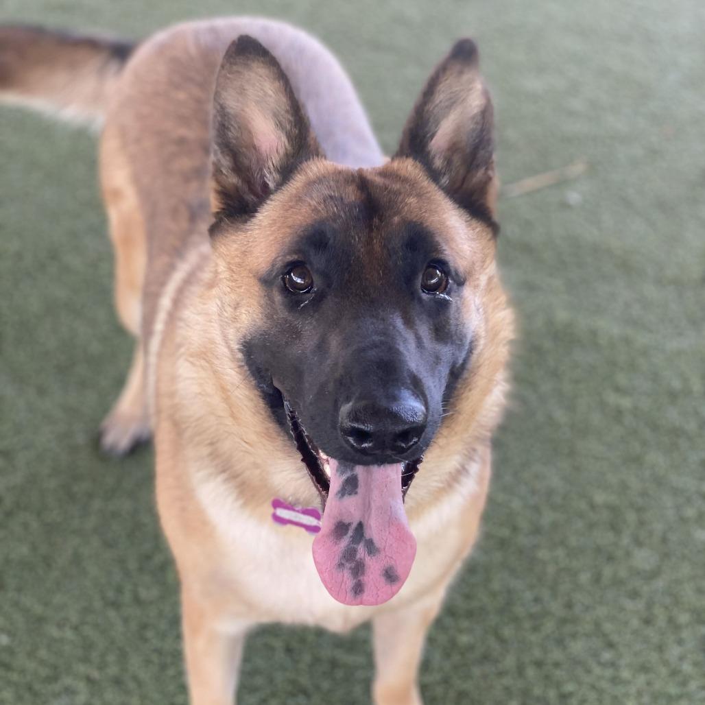 Enlarge Goku, a Adoptable mixed breed in Riverside, CA image 2/6