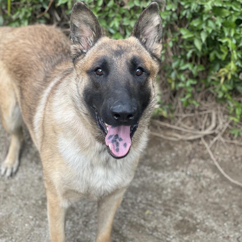 Enlarge Goku, a Adoptable mixed breed in Riverside, CA image 3/6
